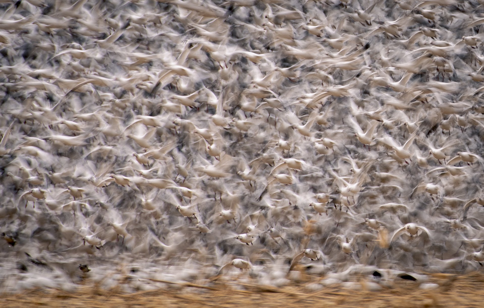 Snow Geese